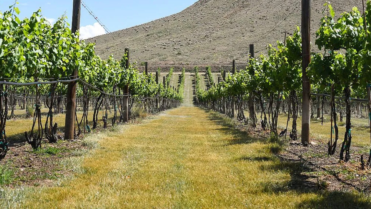 Vineyard House For Sale By Owner in Palisade, CO 