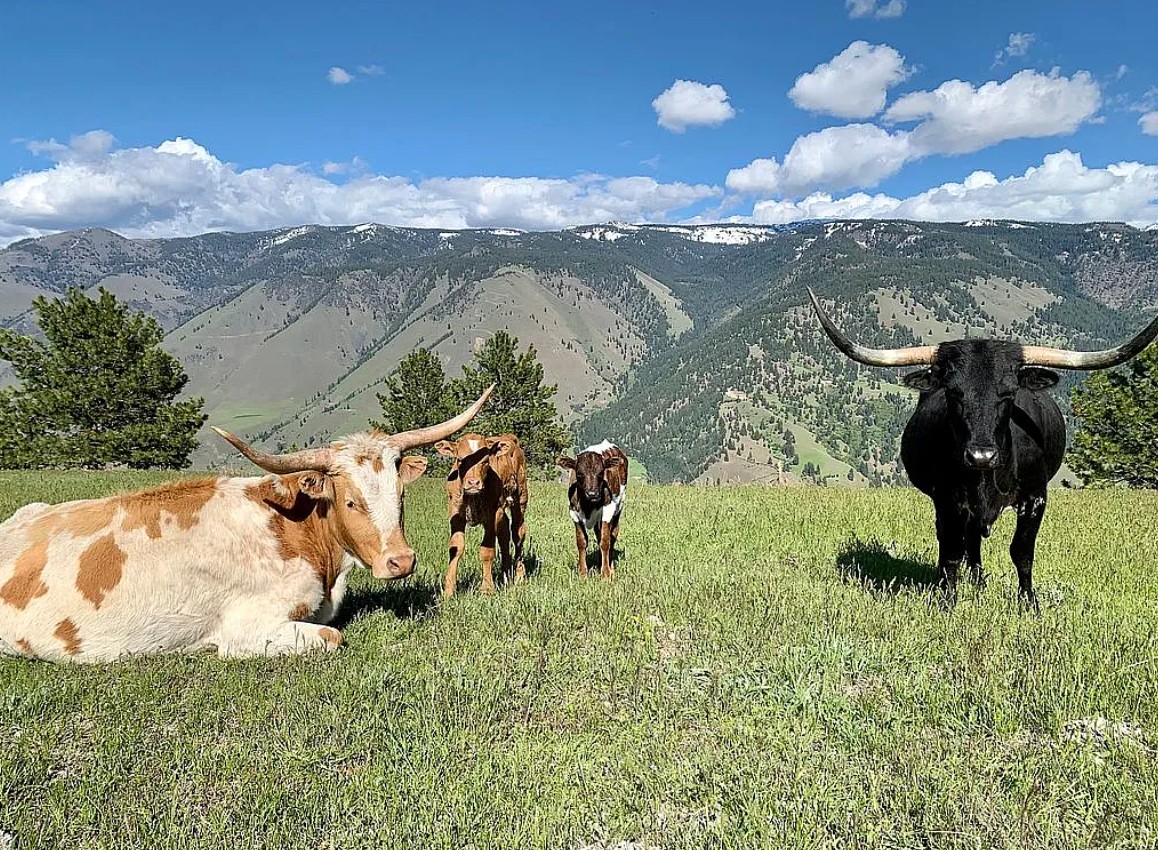 Farm and Land For Sale By Owner in Pollock, ID 