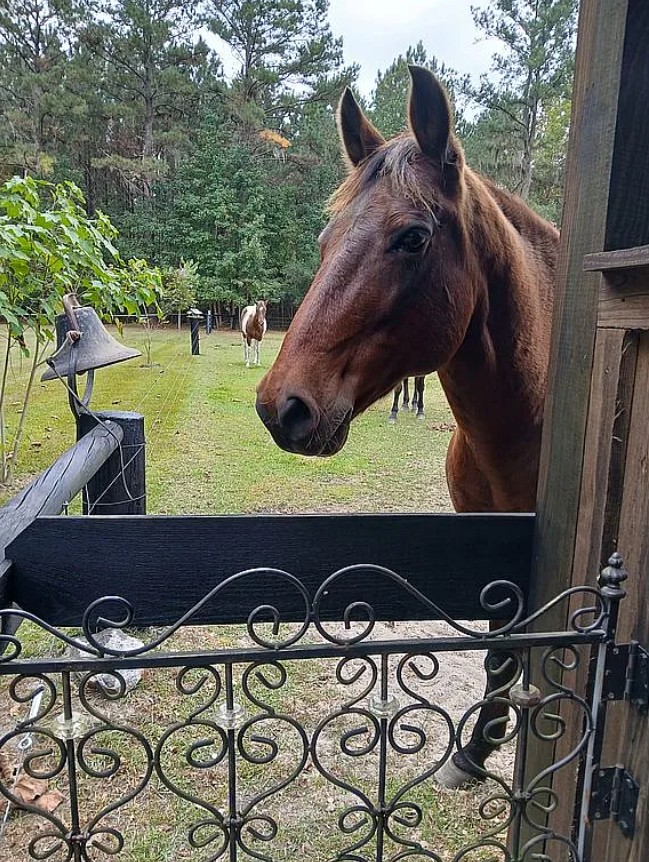 Equestrian Estate Horse Property FSBO in Guyton, GA 