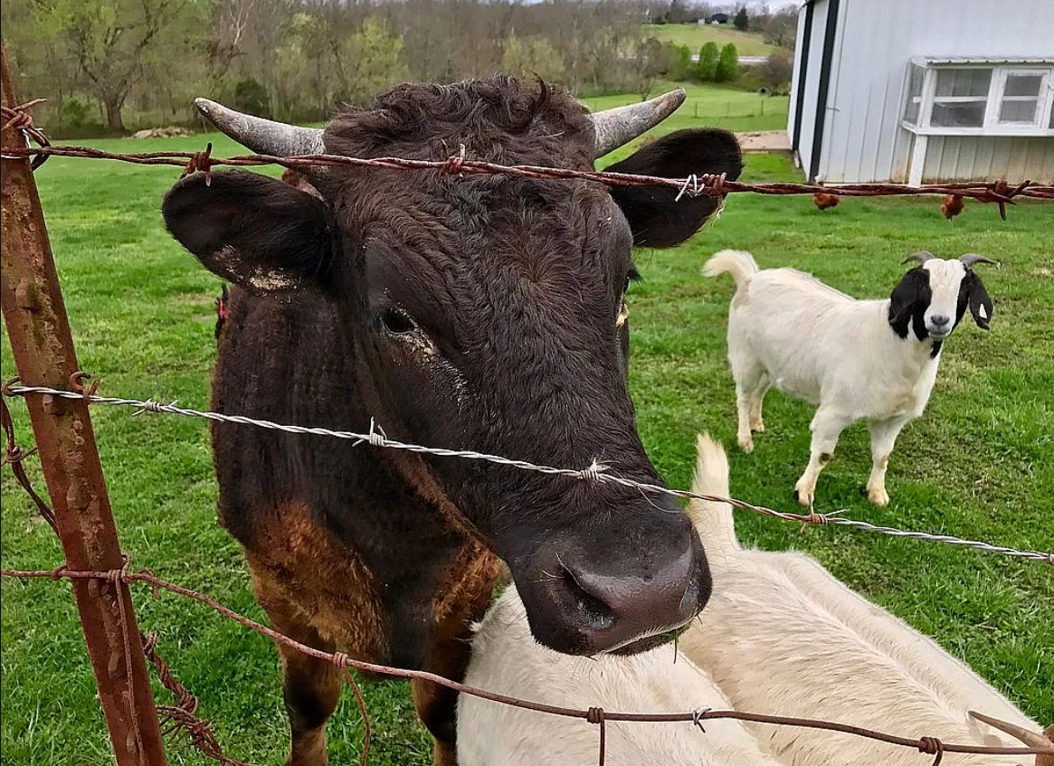 Farm and Land For Sale By Owner in Frankfort, KY 