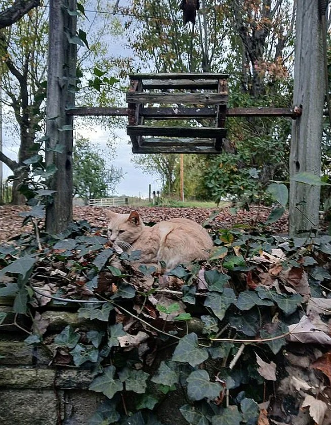 2 Bedroom House For Sale By Owner Red Boiling Springs, TN 