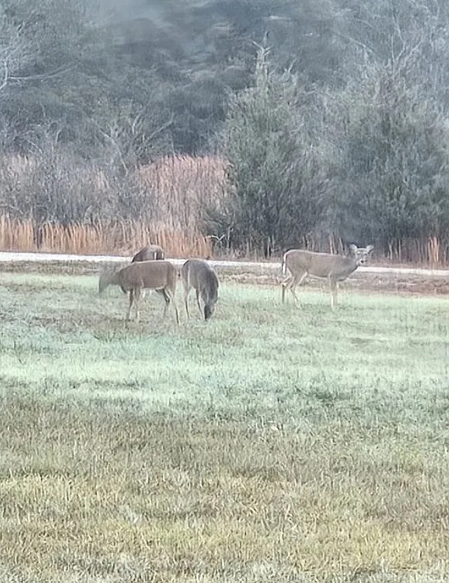9 Acres of Land For Sale By Owner in Theodosia, MO 